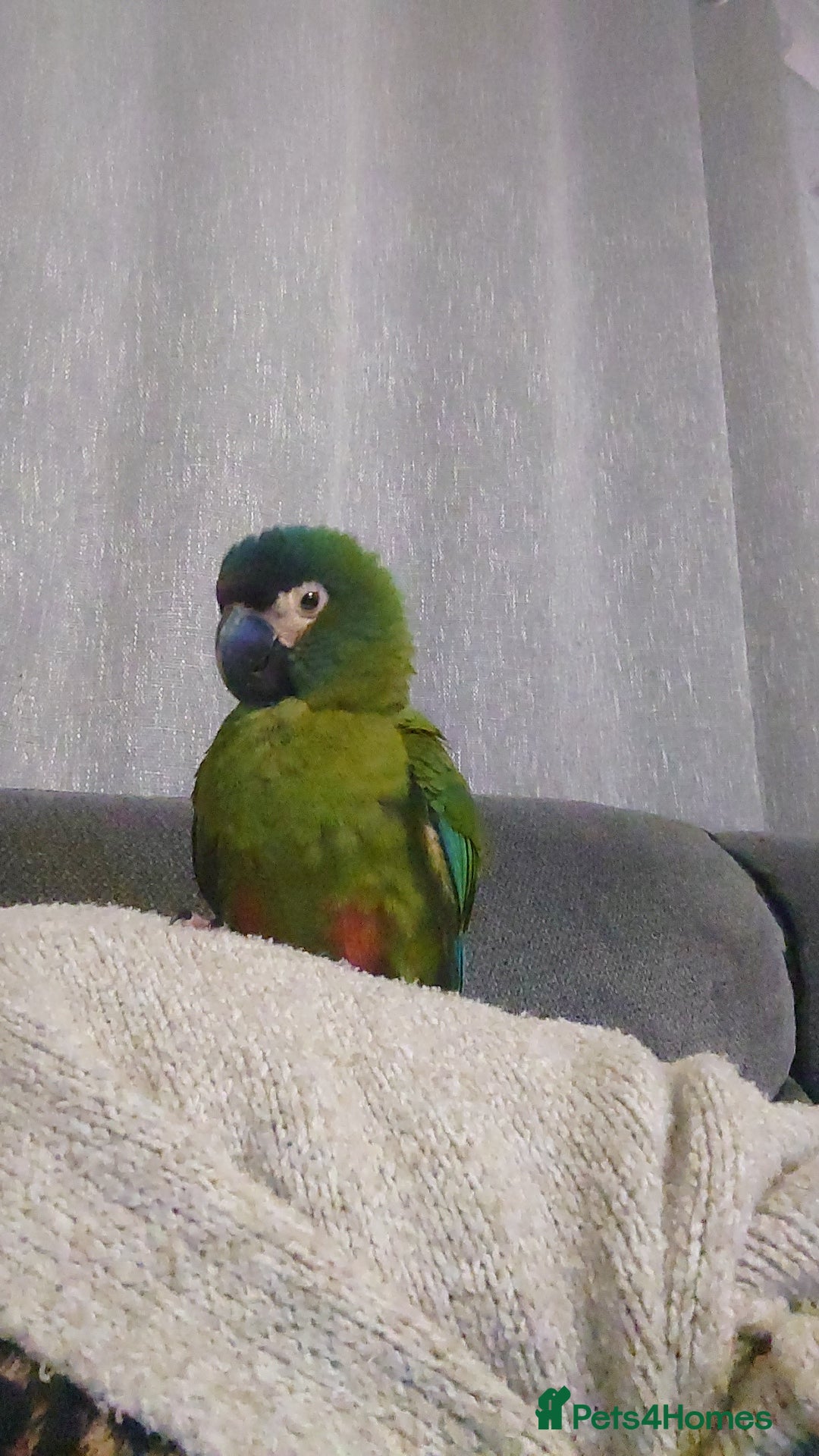 Macaws birds for sale: Illigers Macaw - Image 7