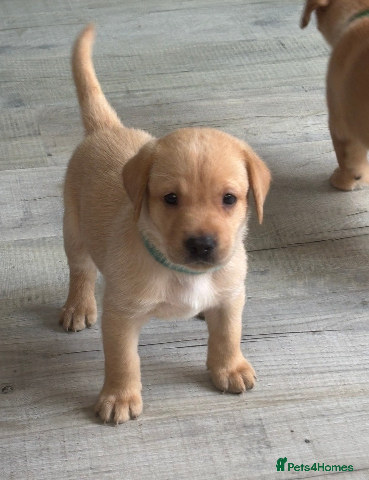 Labrador Retriever dogs Labrador retriever puppies for sale  - Advert 2
