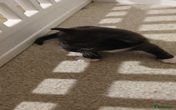 Mixed Breed cats for sale: 2x playful, gorgeous male kitten's for sale  - Image 11