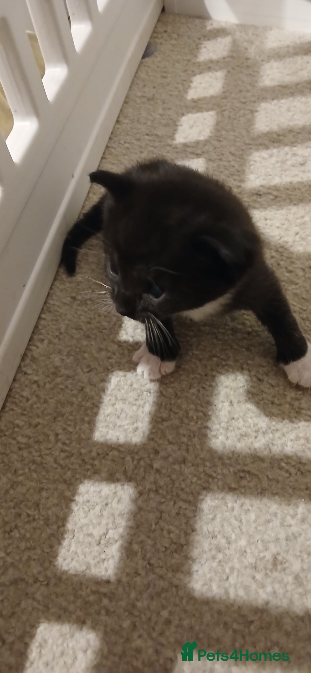 Mixed Breed cats for sale: 2x playful, gorgeous male kitten's for sale  - Image 11