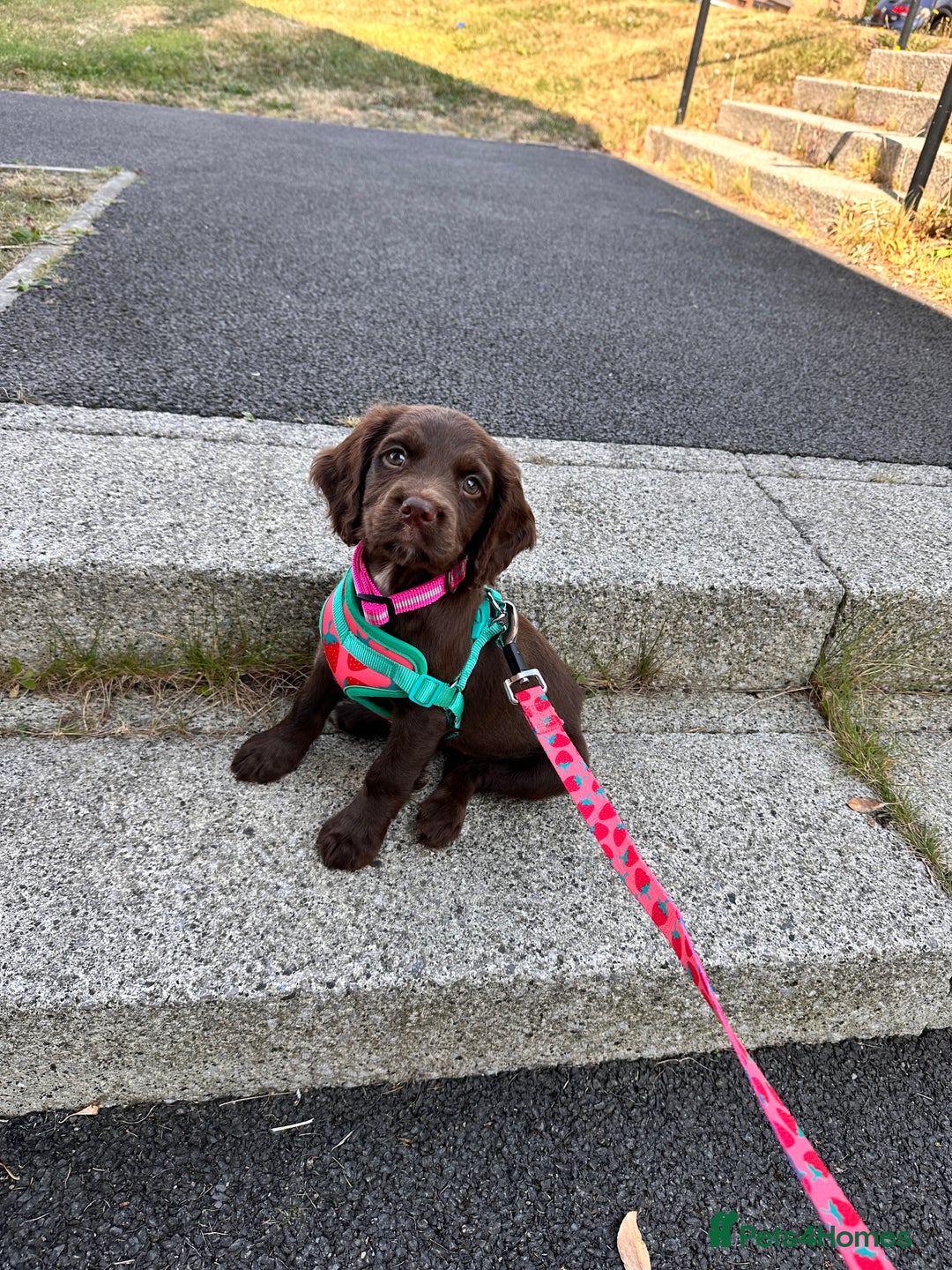 Mixed Breed dogs for sale: Female sprocket spaniel  - Image 3