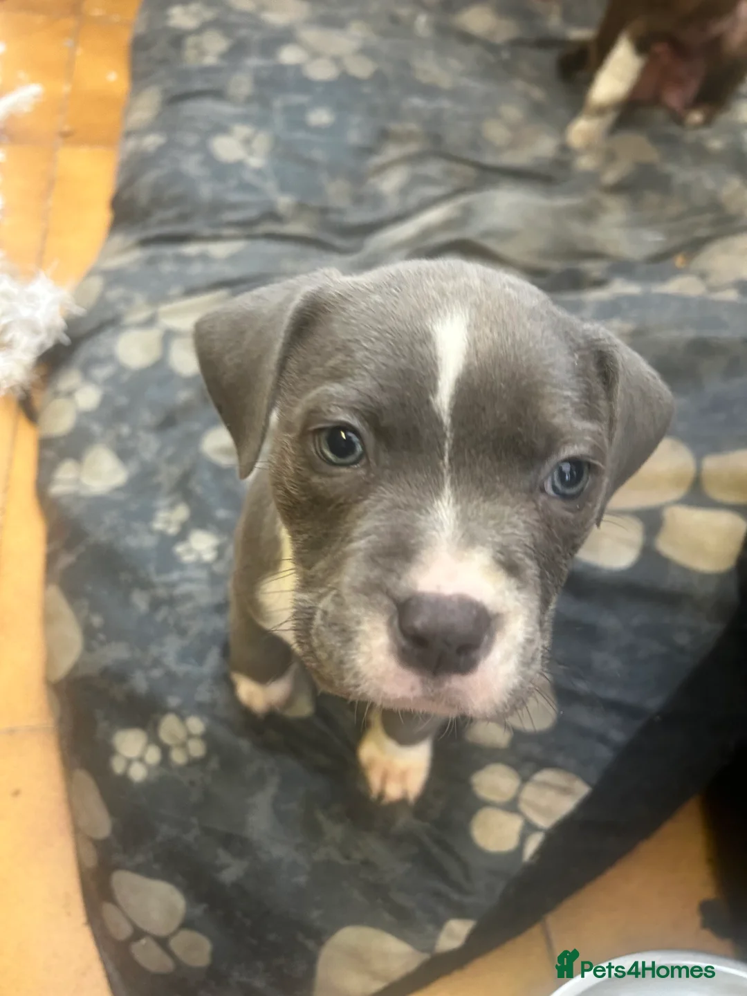 Staffordshire Bull Terrier dogs for sale: Adorable Blue-Eyed Grey Staffordshire Bull Terrier - Advert 6