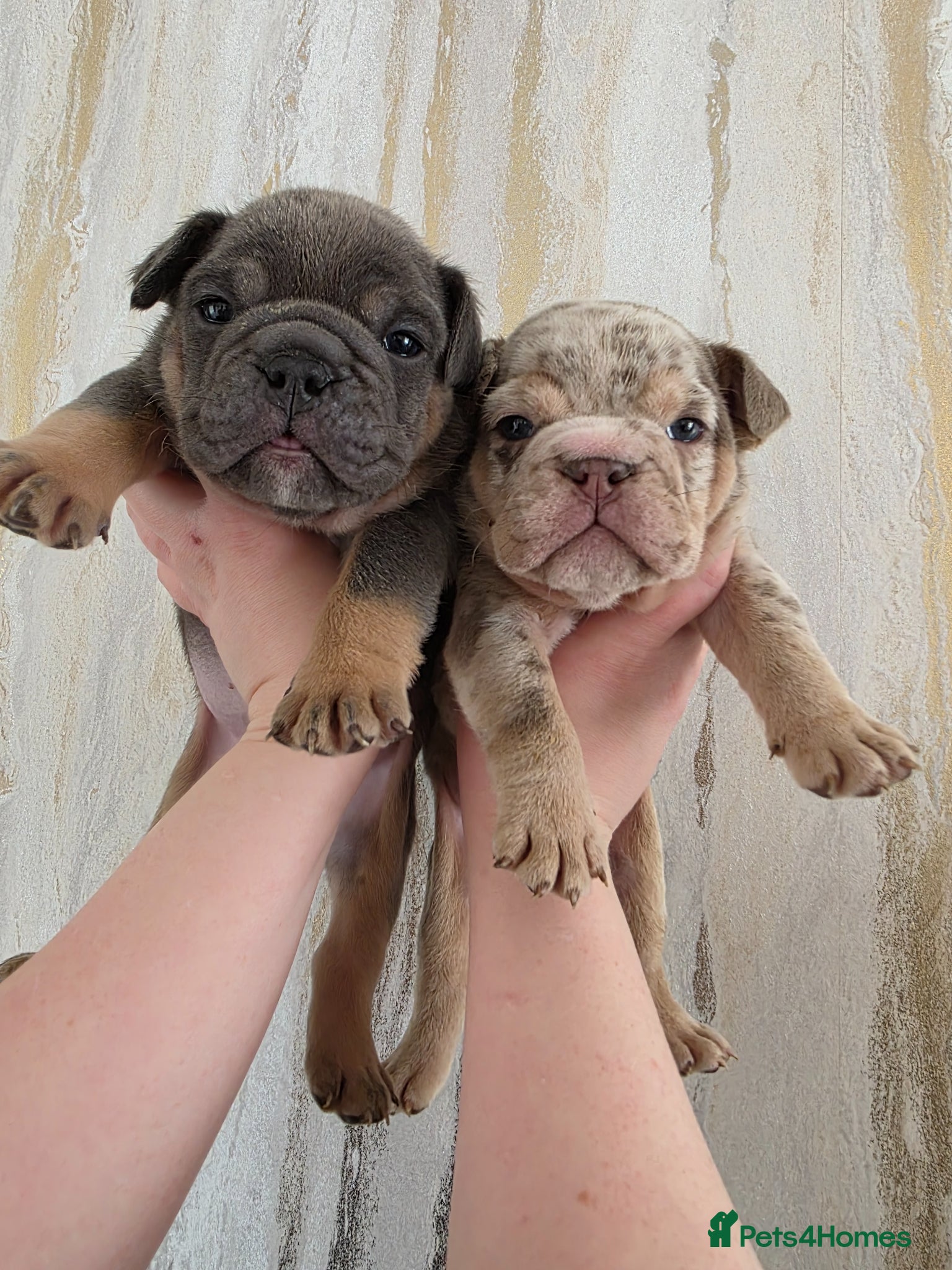 English Bulldog dogs british bulldog pups - Advert 11