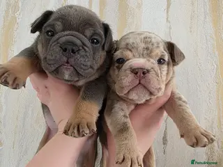 English Bulldog dogs british bulldog pups - Advert 11