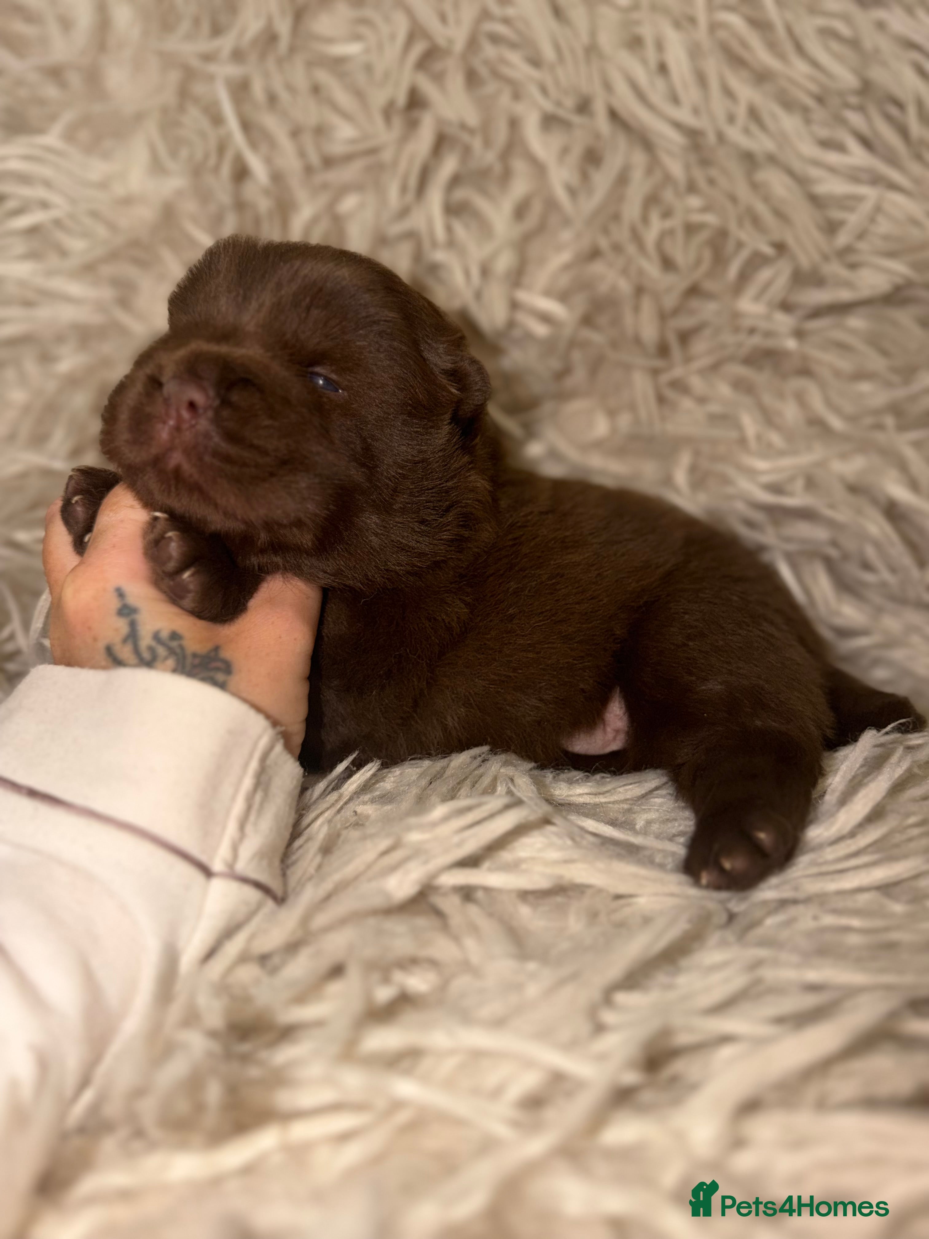 Chow Chow dogs 🐻 Exceptional KC Registered Chow Chows 🐻 - Advert 1