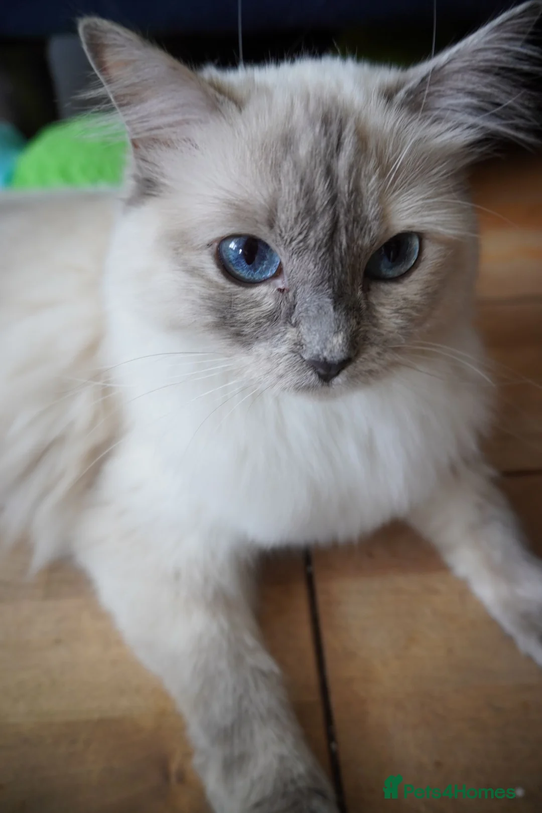 Ragdoll cats for sale: Beautiful Ragdoll kittens - Advert 2
