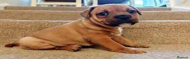 Puppy 3