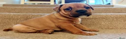 Staffordshire Bull Terrier dogs for sale: GORGEOUS RED STAFFORDSHIRE BULL TERRIER PUPPIES - Advert 11