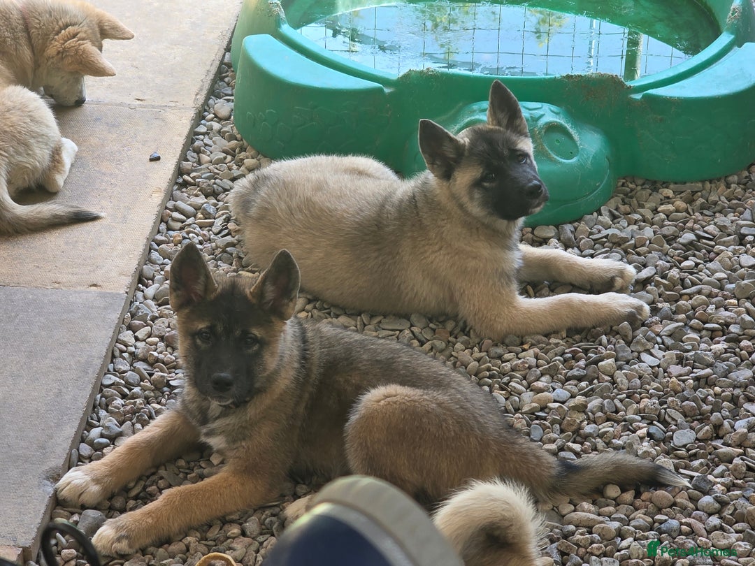 Mixed Breed dogs for sale: Beautiful Malamute x akita puppies  - Image 2