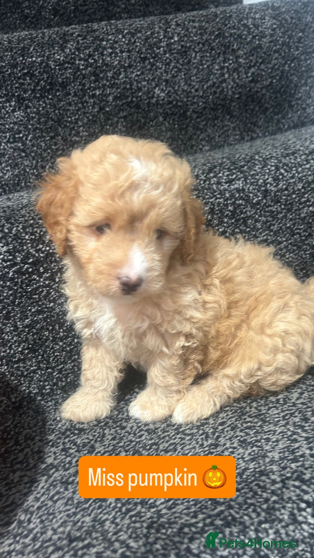 Cockapoo dogs for sale: Stunning toy cockapoo puppies  - Image 5