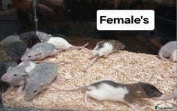 Rat rodents for sale: Baby Dumbo Rats , Furred , Rex , Naked  - Image 1