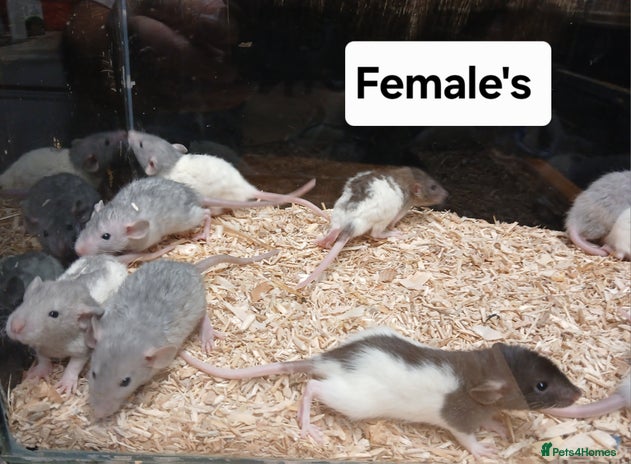 Buy Rats Dumbo Rat Rodents for sale | Pets4Homes