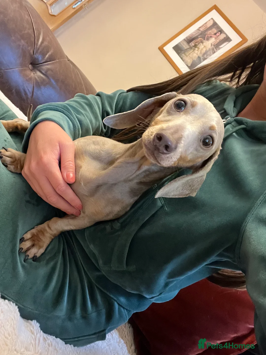 Miniature Dachshund dogs for sale: Outstanding tiny smooth coat dachshund  - Advert 11