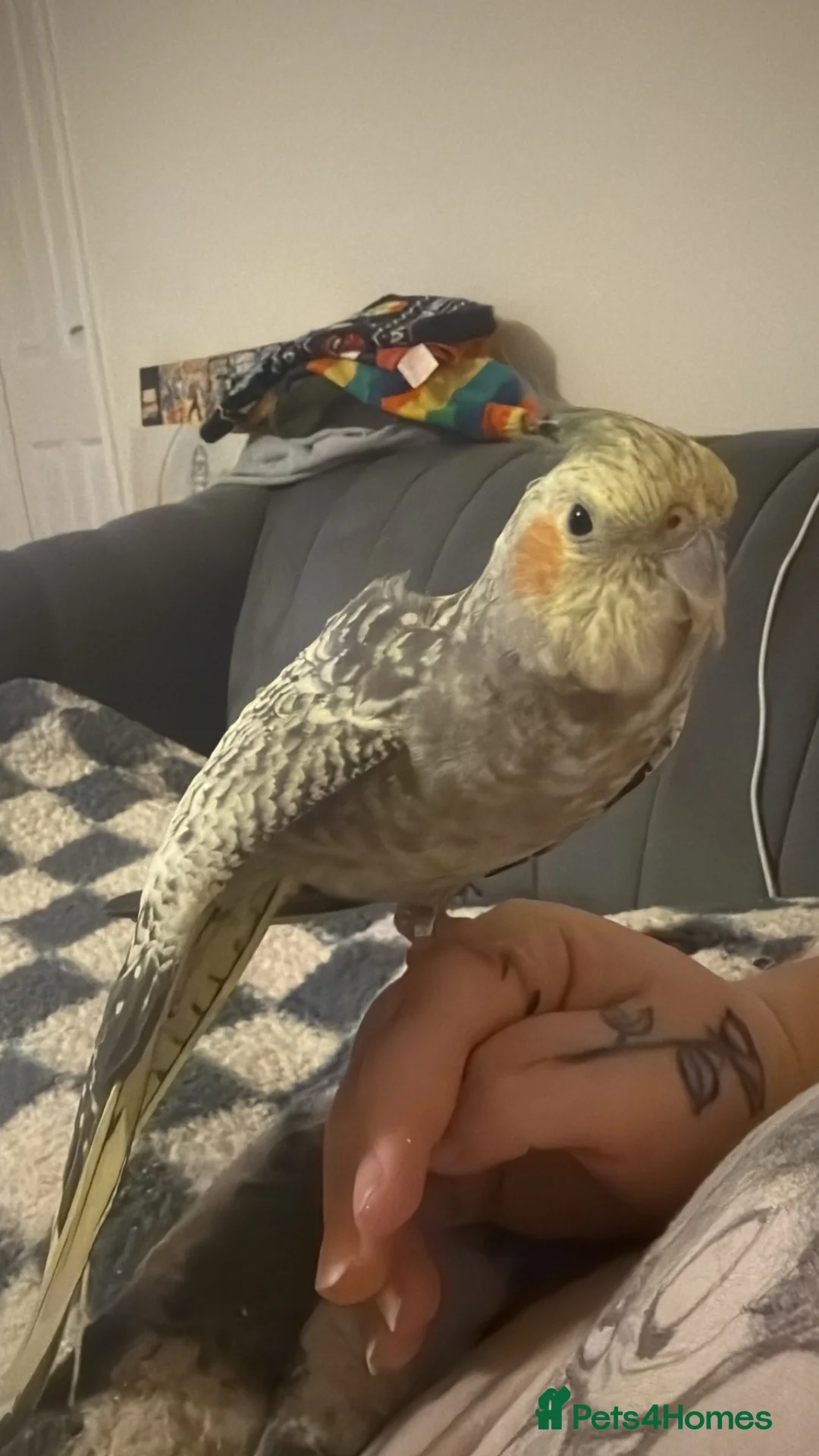 Cockatiels birds for sale: Female cockatiel  - Advert 2