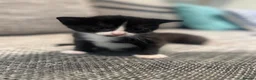 Domestic Shorthair cats for sale: Kittens for sale in Dunstable - Advert 8