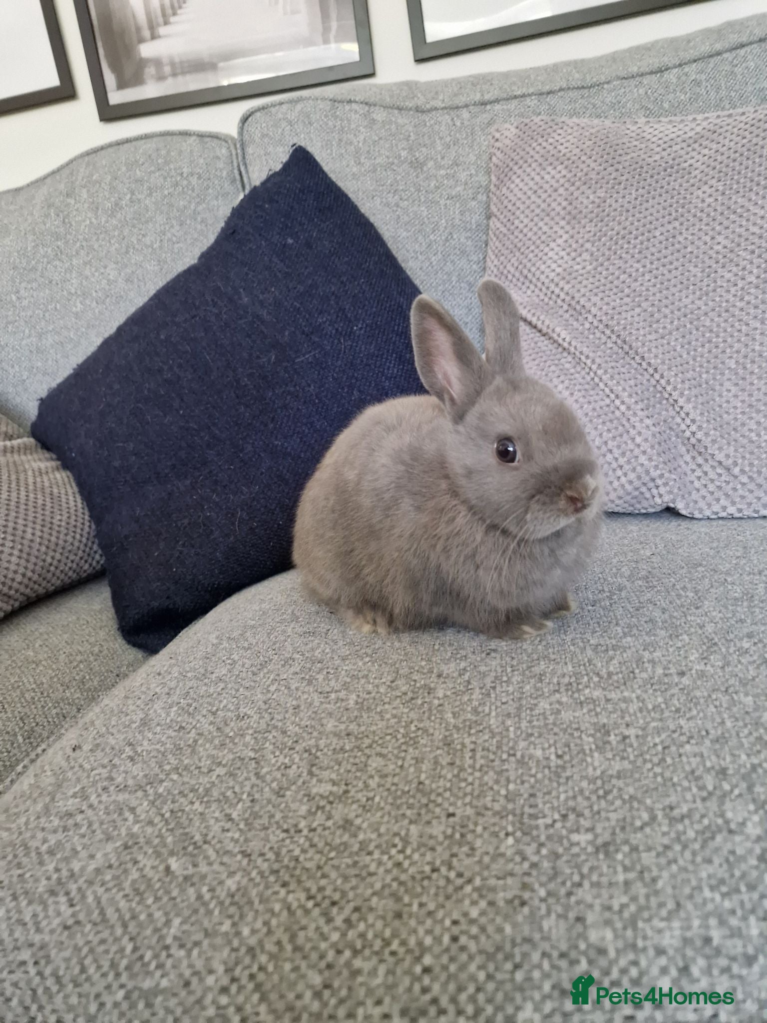 Mixed Breed rabbits Netherland dwarf cross mini lop - Advert 12