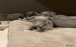 Whippet dogs for sale: 6 gorgeous blue whippet puppies  - Image 18