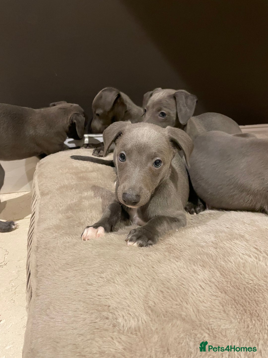 Whippet dogs for sale: 6 gorgeous blue whippet puppies  - Image 18