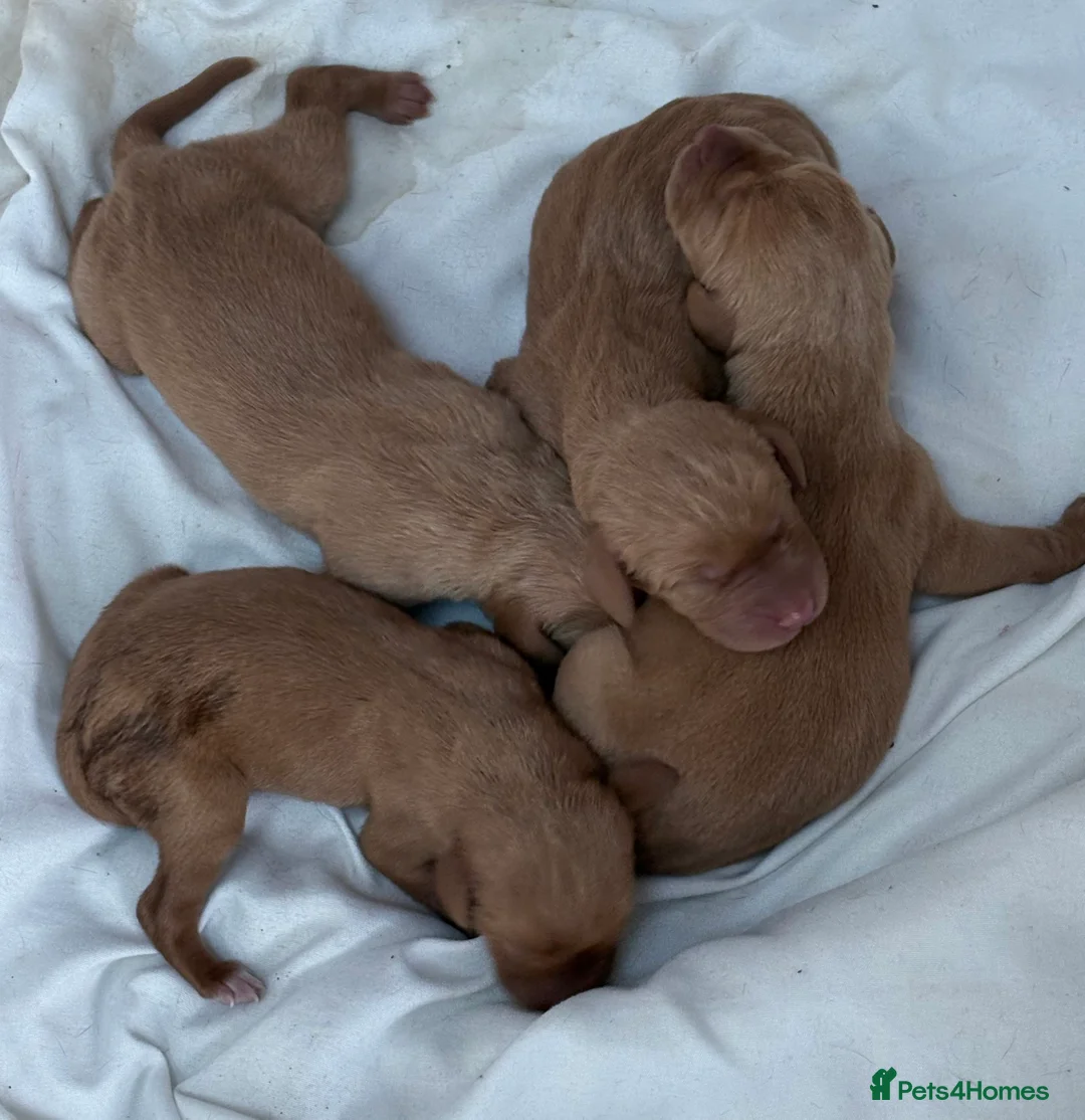 Hungarian Vizsla dogs for sale: Hookside Hungarian Viszla Puppies - Advert 12