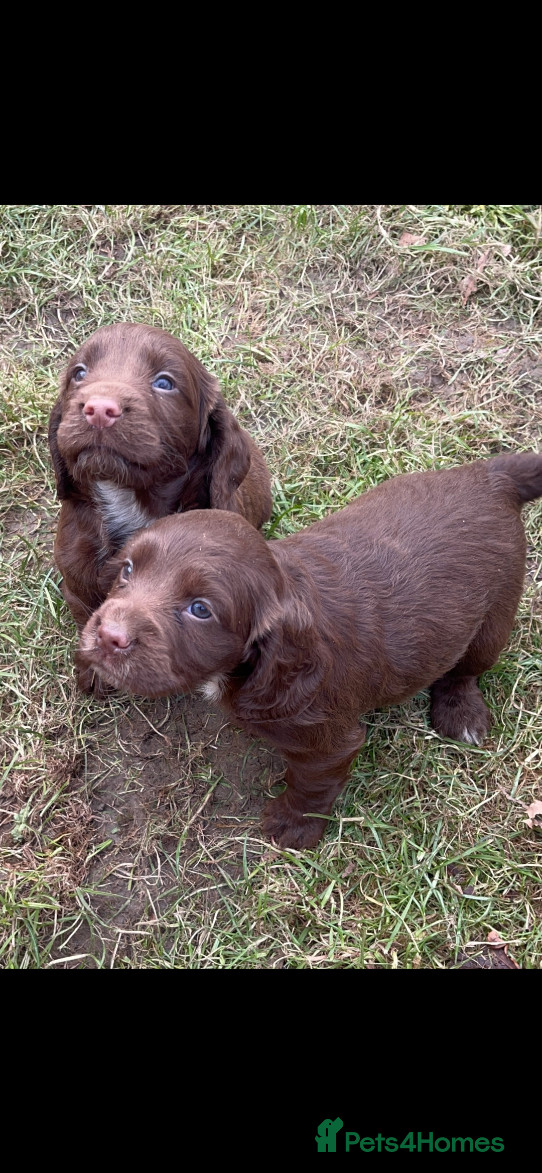 Cocker Spaniel dogs for sale: Beautiful Cockerspaniel Puppies for sale🐶 - Advert 3