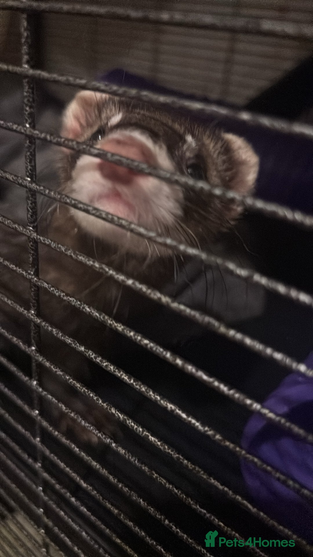 Ferret rodents for sale: Two male ferrets + cage etc - Advert 2