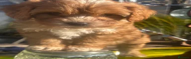 Cavapoo 1