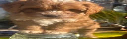 Cavapoo dogs for sale: F1 cavapoo ready for new loving homes  - Advert 17