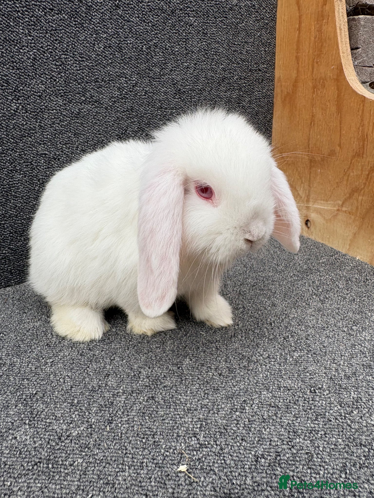 Mixed Breed rabbits Mini Lop x Dwarf Lop  - Advert 13