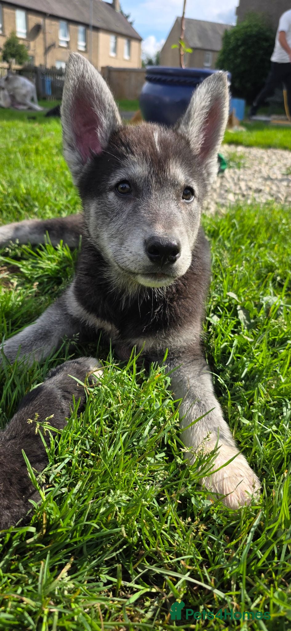 Shepsky dogs Shepsky puppies  - Advert 7
