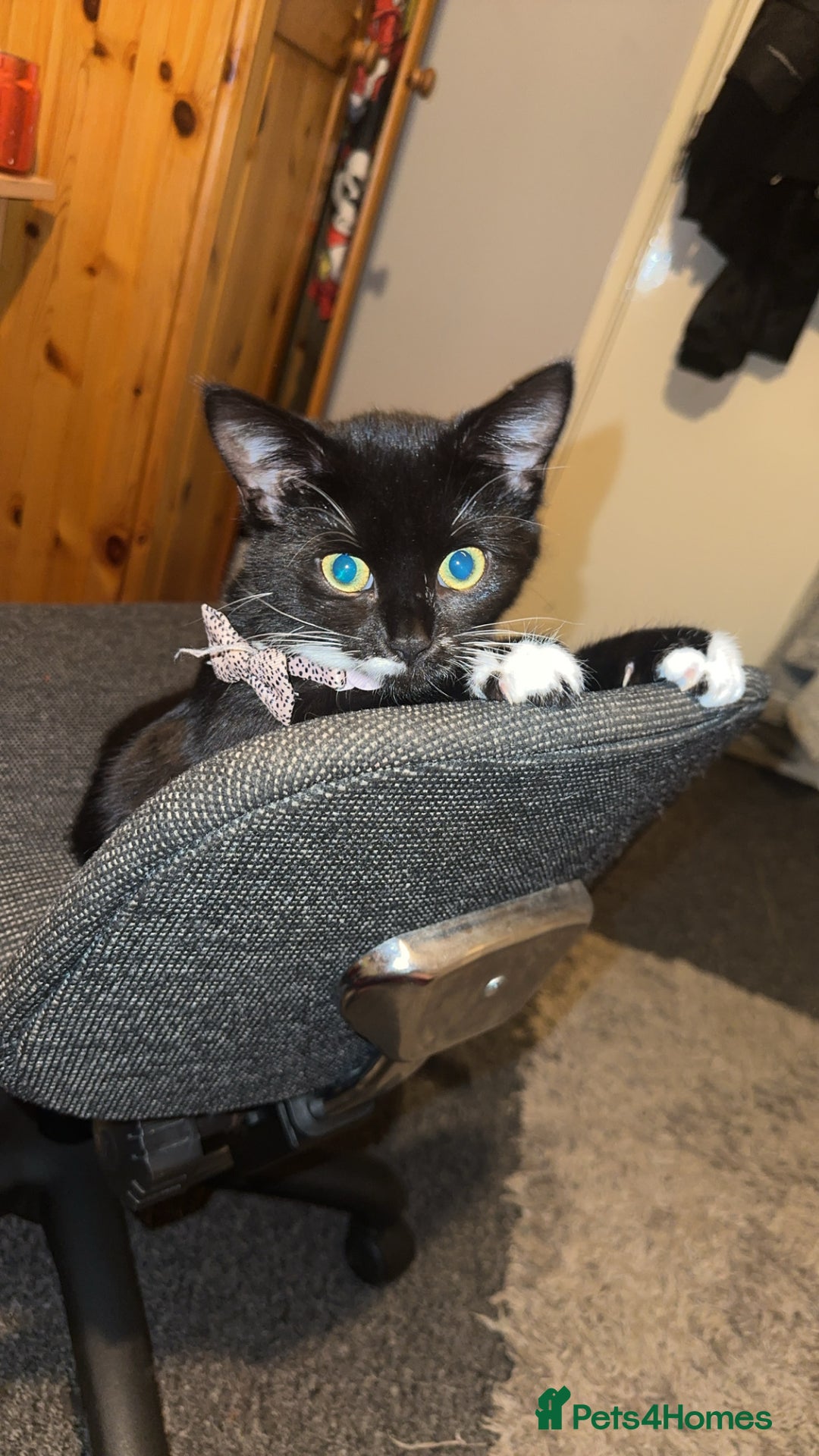Mixed Breed cats for sale: mixed breed female kitten for sale in Hereford - Image 2