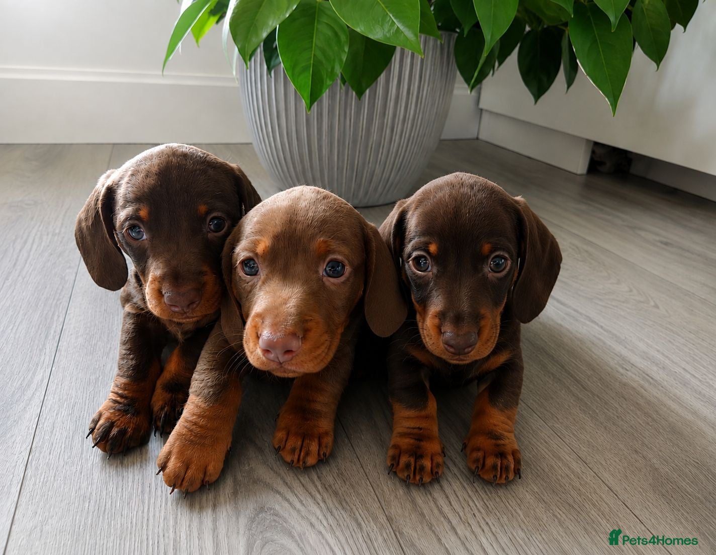 Miniature Dachshund dogs Agata Szymczak - Advert 2
