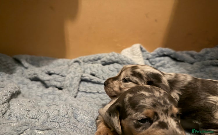 Dachshund dogs - Advert 11