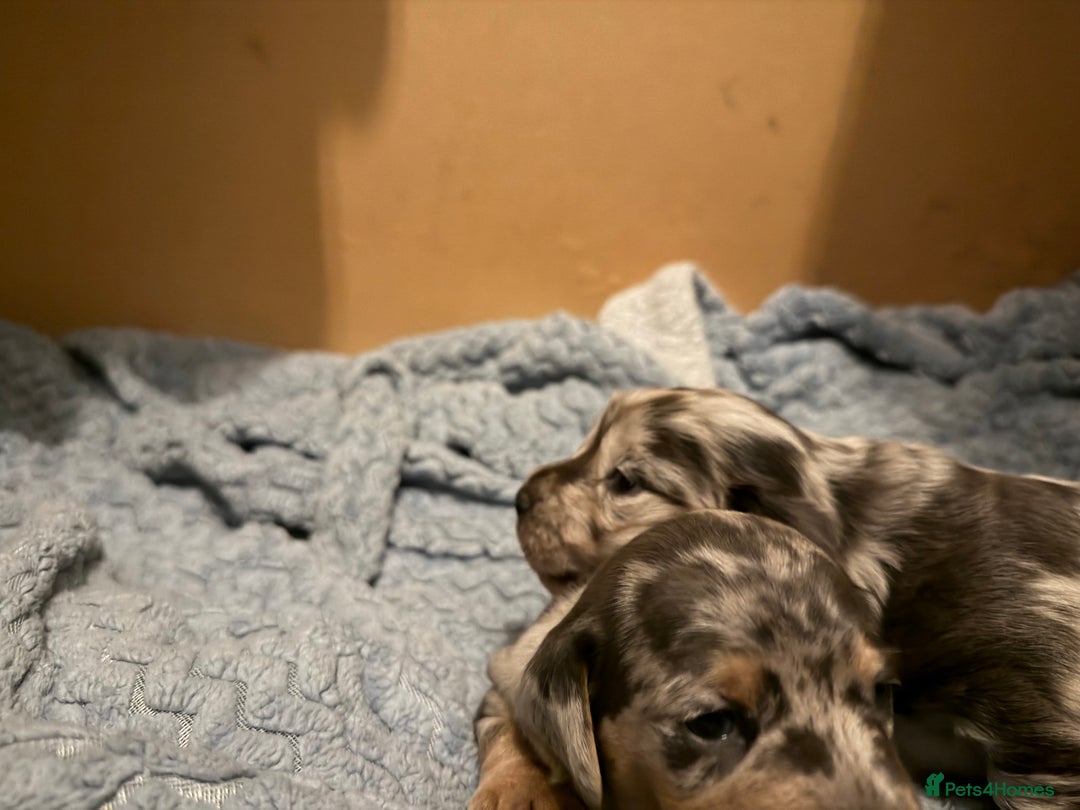 Dachshund dogs for sale: 2 beautiful girls - Image 1