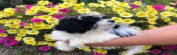 Mixed Breed dogs for sale: Poodle / papillon puppies  in Tonbridge - Advert 1