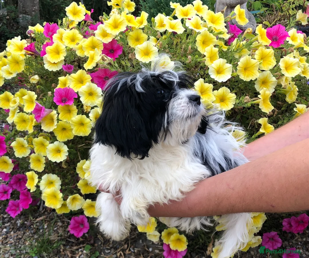 Mixed Breed dogs for sale: Poodle / papillon puppies  in Tonbridge - Advert 1