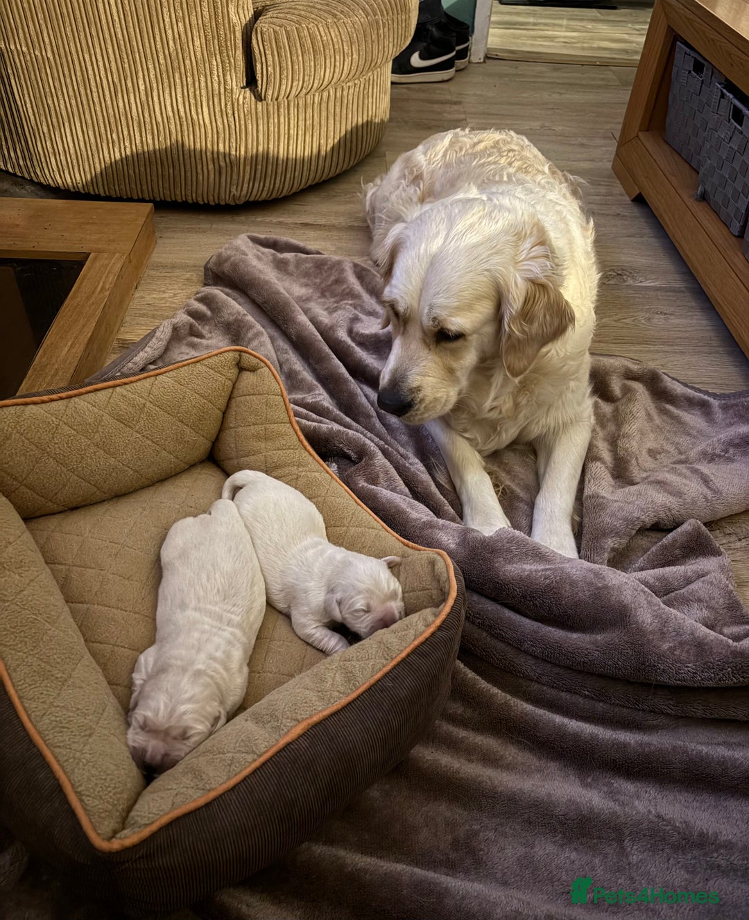 Golden Retriever dogs for sale: KC registered Golden retriever boy puppy - Advert 16