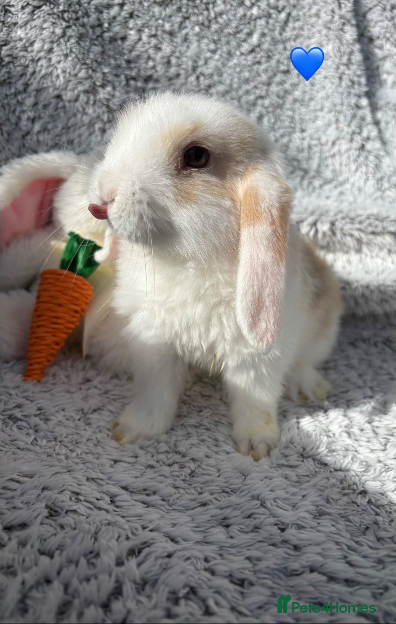 Mini Lop rabbits Available now! - Advert 1