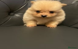 Pomeranian dogs for sale: Beautiful 🤩 Pomarenian puppies  - Image 13