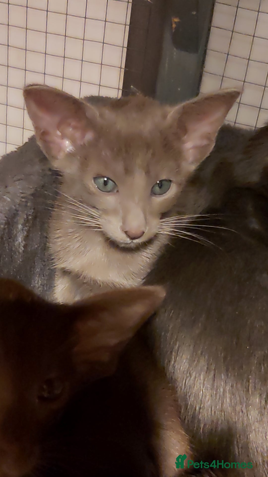 Oriental cats for sale: Full Pedigree Oriental 1 Kitten XL size ears GCCF - Advert 20