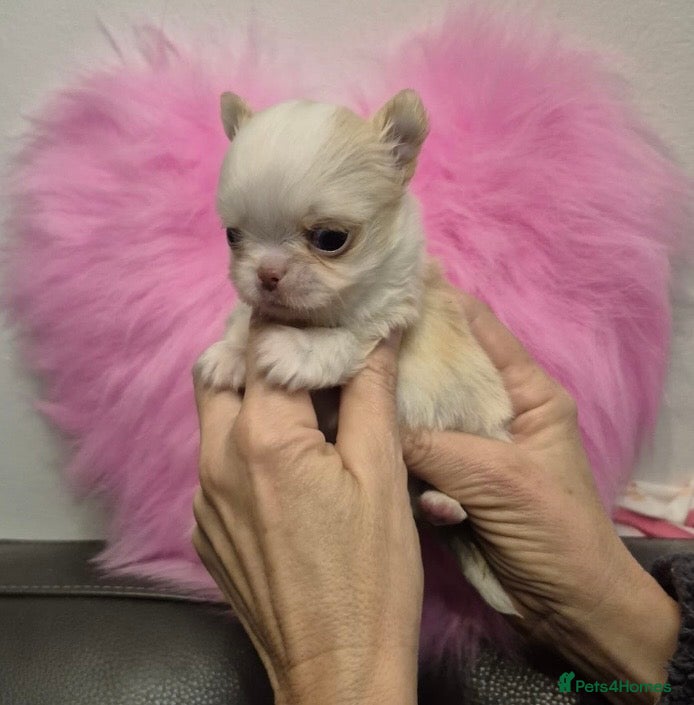 Chihuahua dogs Gorgeous , tiny Longcoat Boy Kc 🌟🌟🌟🌟🌟 - Advert 7