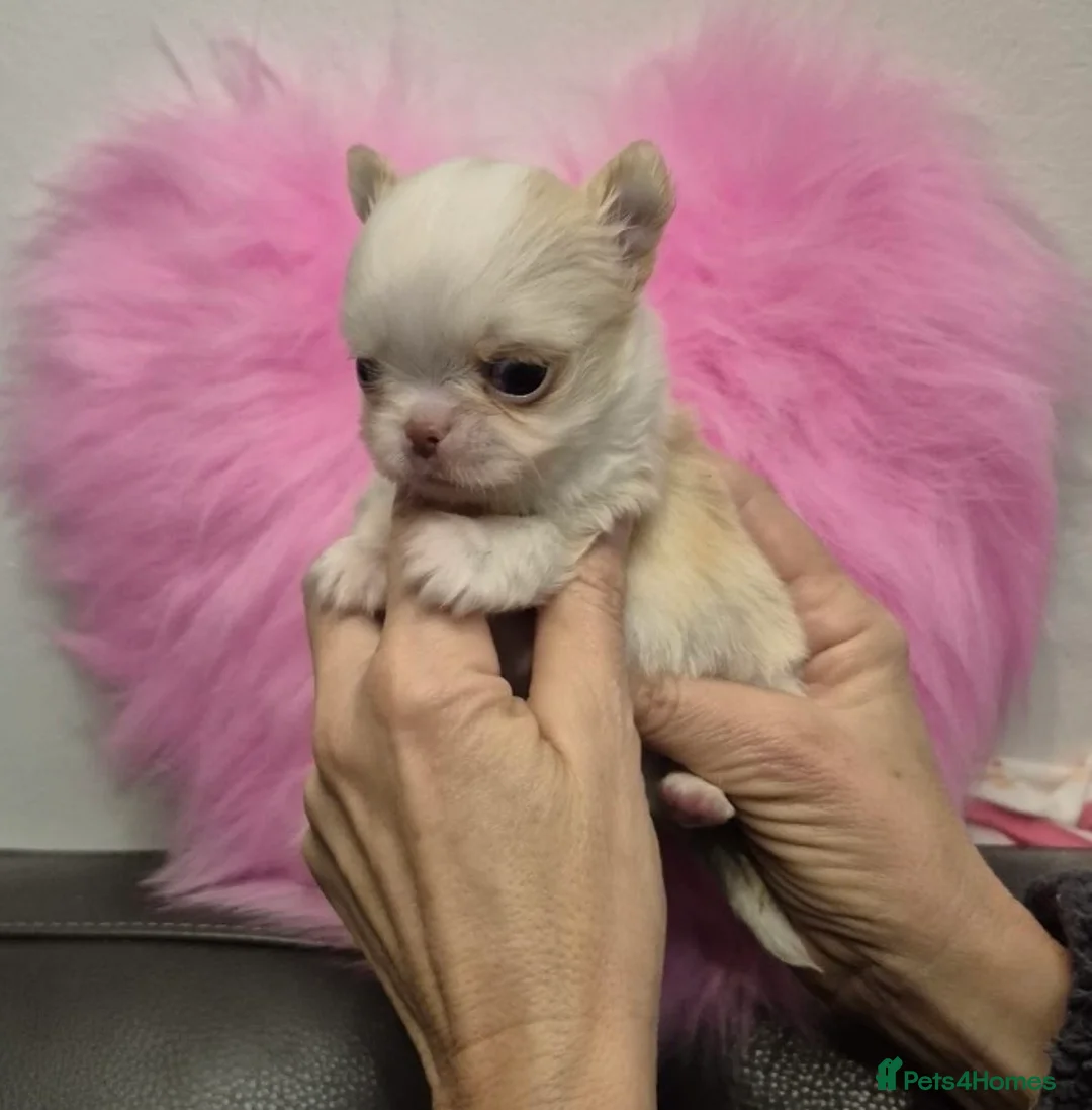 Chihuahua dogs for sale: Gorgeous  little  Longcoat Boy Kc 🌟🌟🌟🌟🌟 - Advert 27