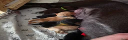 Labrador Retriever dogs for sale: 1 boy left! Kc registered labradors! - Advert 12