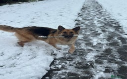 German Shepherd dogs for sale: German Shepherd For Adoption/Sale  - Image 2