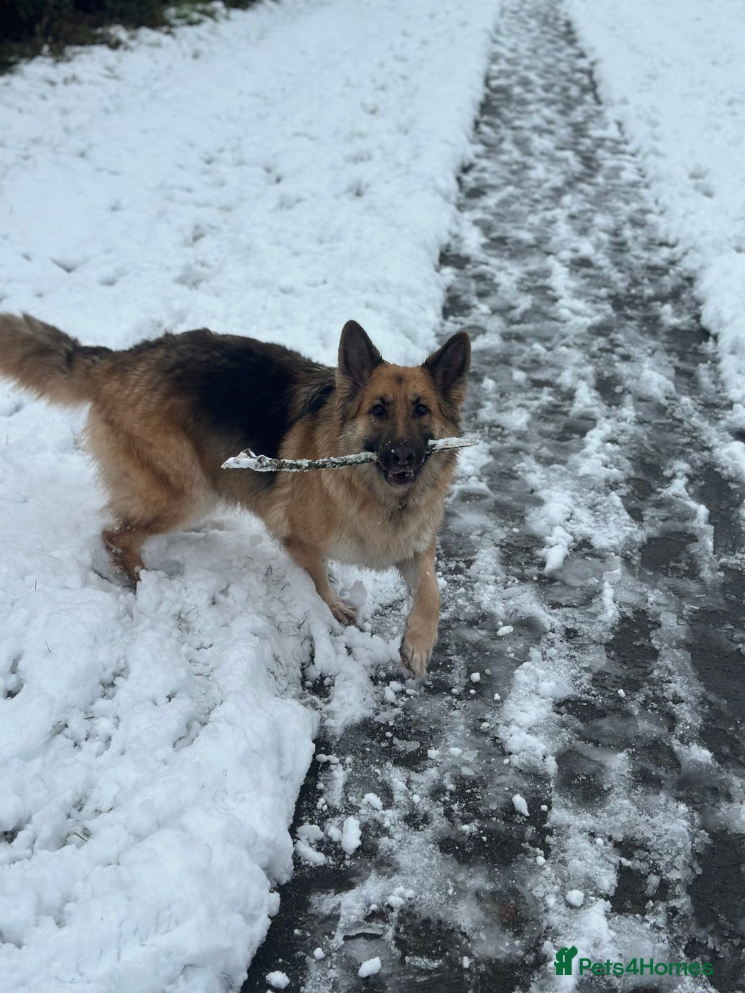 German Shepherd dogs for sale: German Shepherd For Adoption/Sale  - Image 2