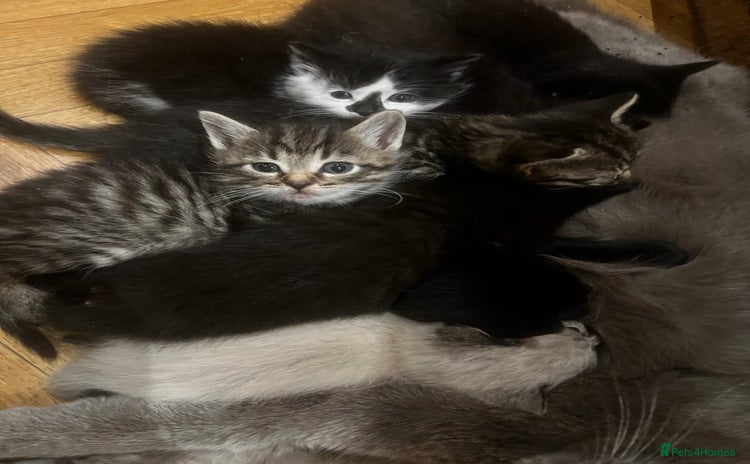 Mixed Breed cats Adorable Kittens Ready to Leave  - Advert 1