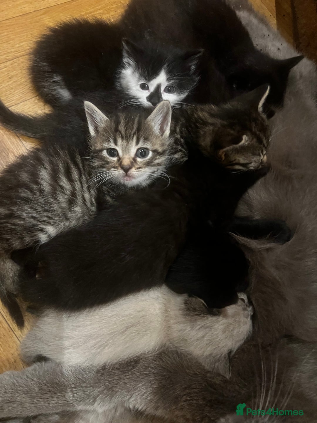 Mixed Breed cats for sale: Adorable Kittens Ready to Leave soon - Advert 1