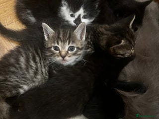Mixed Breed cats for sale: Adorable Kittens Ready to Leave soon - Advert 1