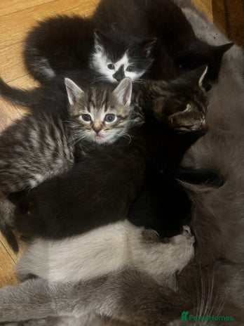 Mixed Breed cats Adorable Kittens Ready to Leave - Advert 1