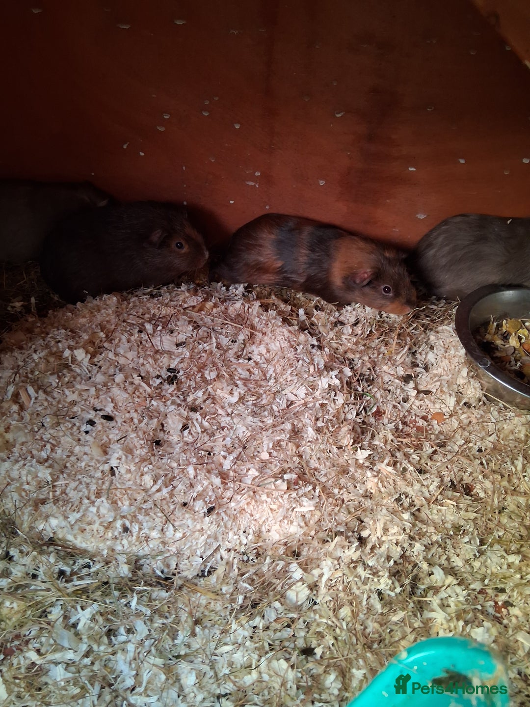 Guinea Pig rodents for sale: 11 baby guinea pigs for sale - Advert 1