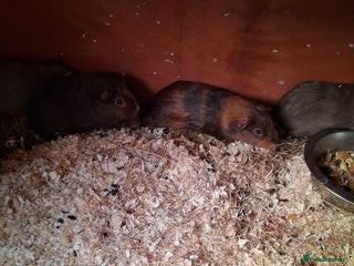 Guinea Pig rodents 11 baby guinea pigs for sale - Advert 1